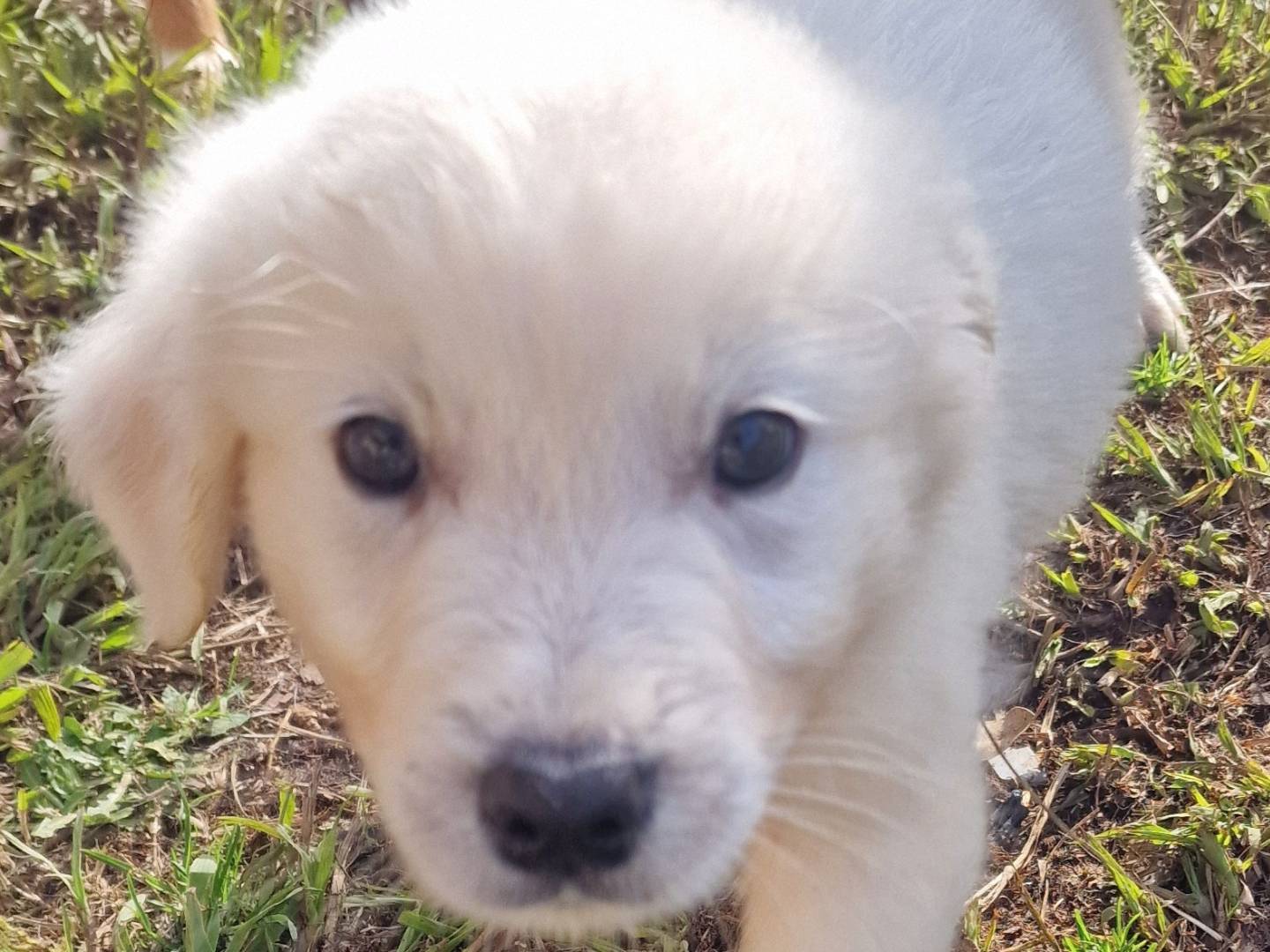 Vuoi adottare un cane a Latina?