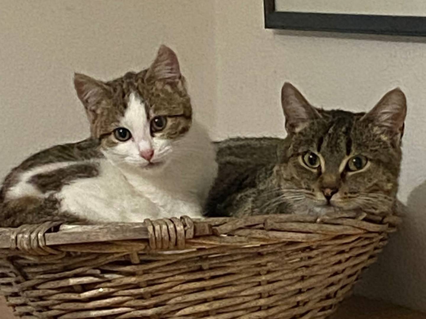 Adozione gatto, femmina, Razza sconosciuta Razza sconosciuta, 1 anno e 4 mesi, taglia non valida, Bergamo