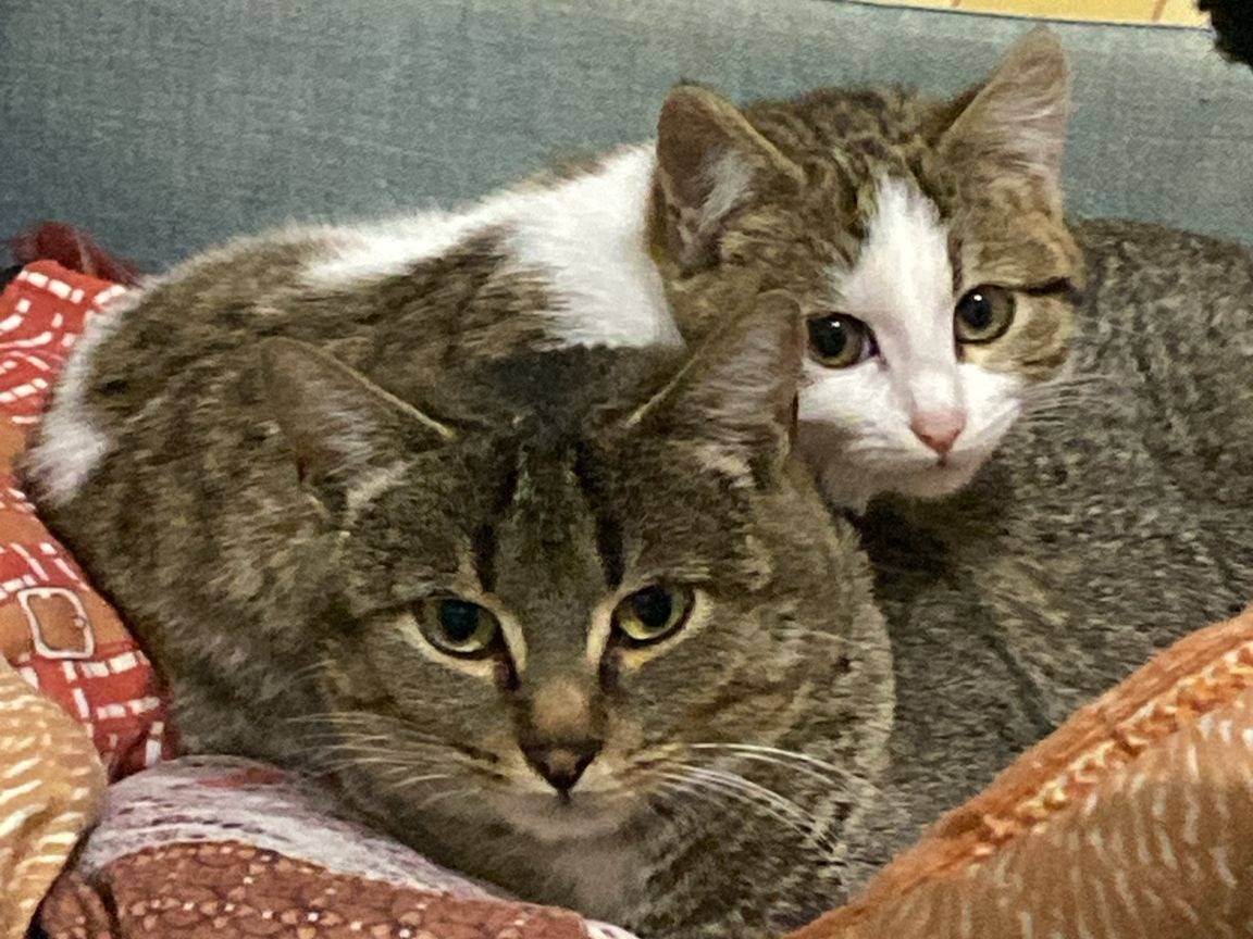 Adotta un gatto, femmina, 1 anno e 4 mesi, Bergamo