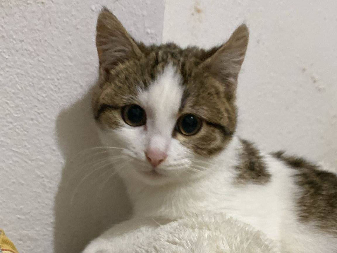 Vuoi adottare un gatto a Bergamo?