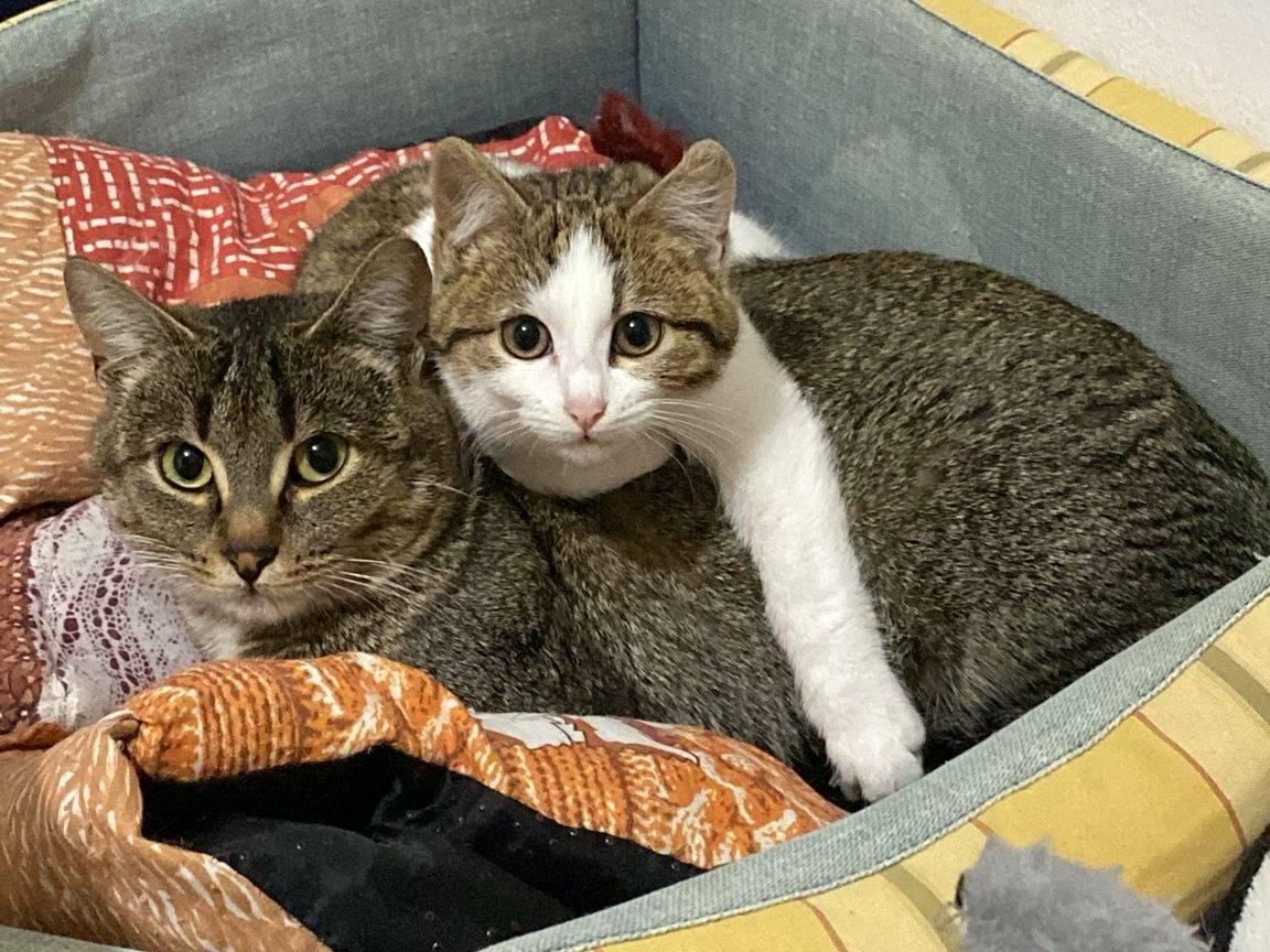 Adotta il gatto Mamma e coccola di mamma a Bergamo