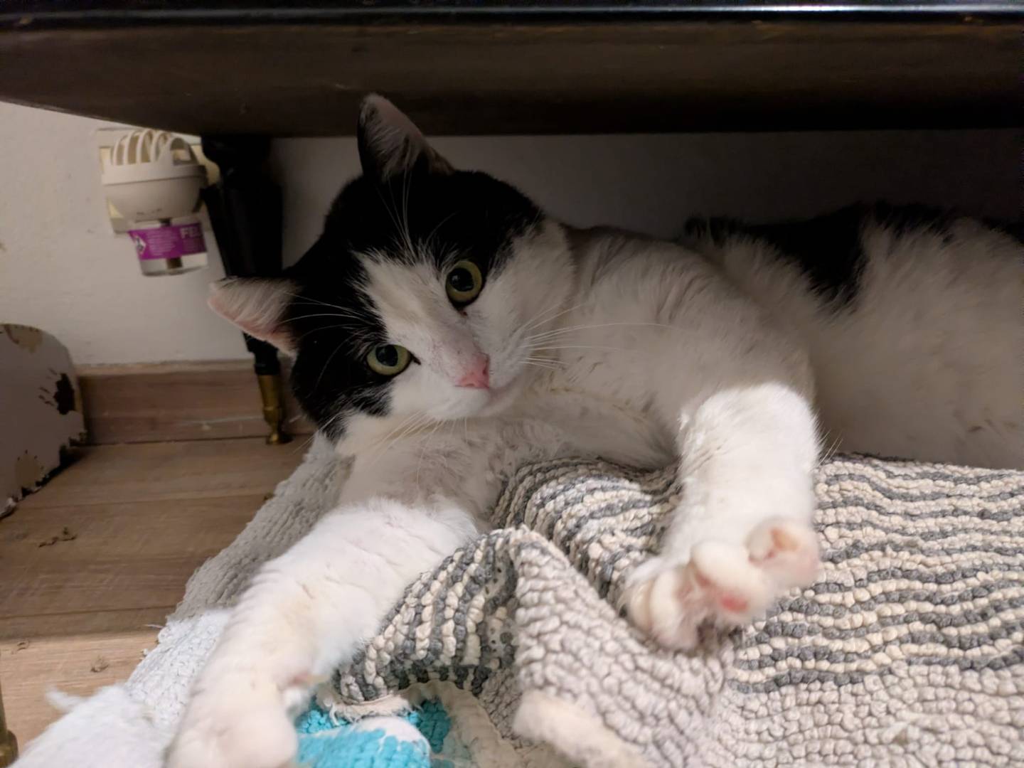 Vuoi adottare un gatto a Bergamo?