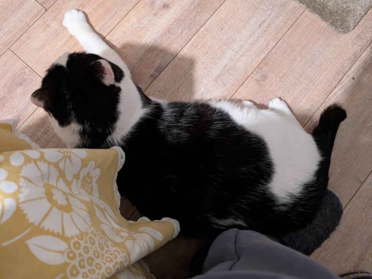 Adotta il gatto Mau a Bergamo