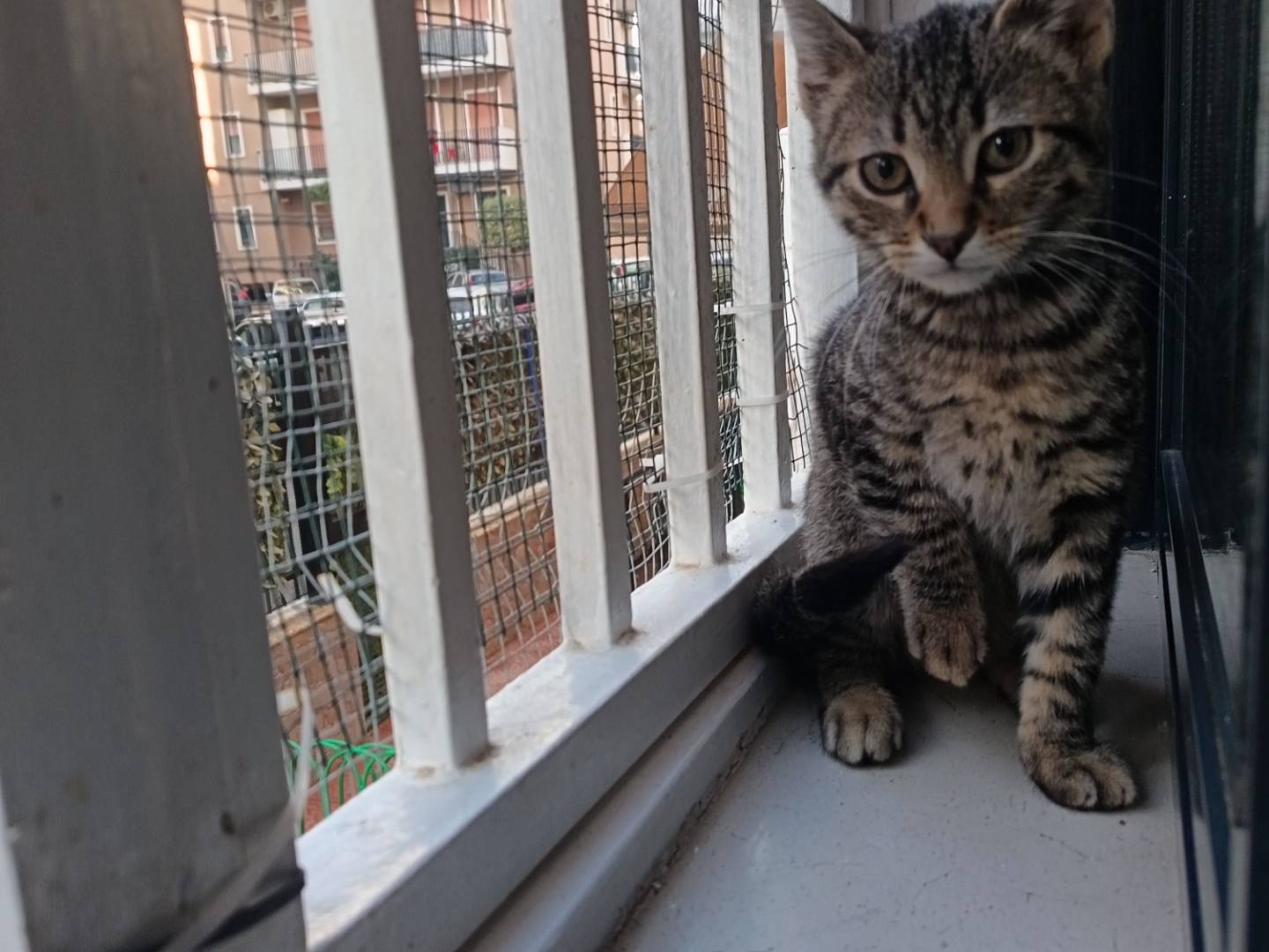Adozione gatto, maschio, Razza sconosciuta Razza sconosciuta, 4 mesi, taglia non valida, Barletta