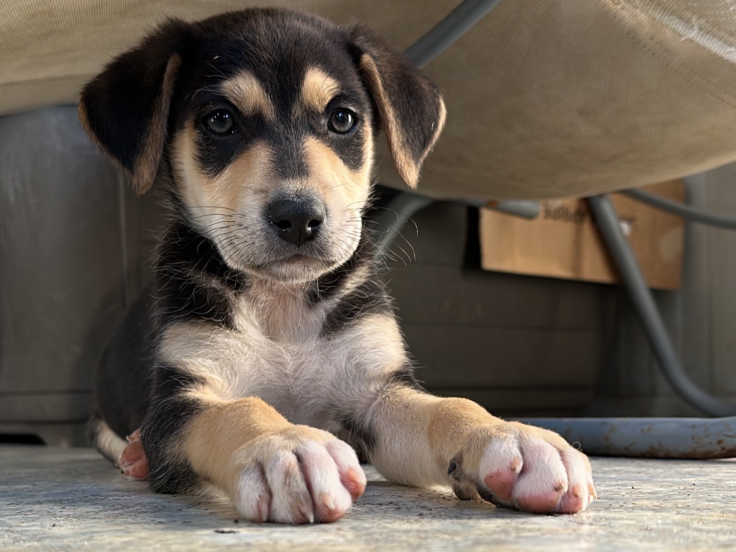 Adozione cane, maschio, Razza sconosciuta Razza sconosciuta, 3 mesi, taglia media, Siracusa