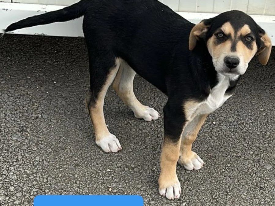 Adotta un cane, maschio, 3 mesi, Siracusa