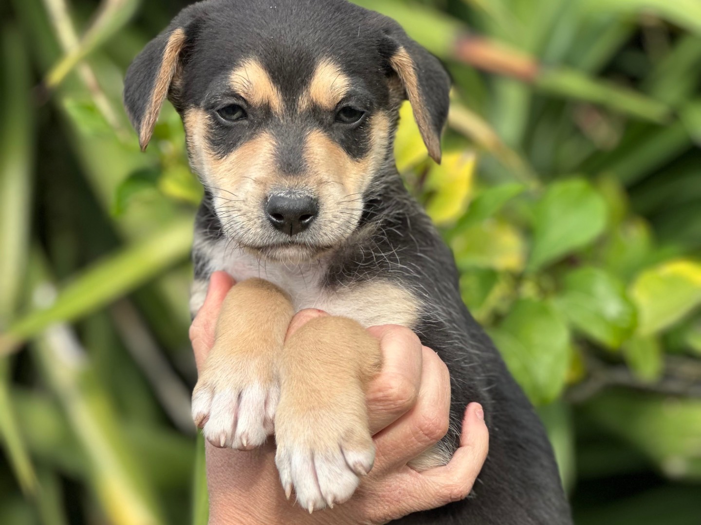 Adotta il cane Vasco a Siracusa