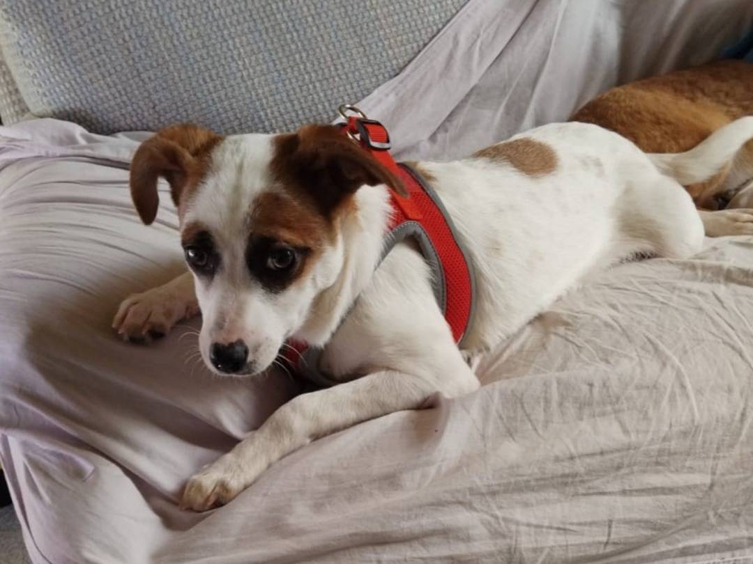 Adozione cane, femmina, Razza sconosciuta Razza sconosciuta, 4 mesi, taglia piccola, Pavia