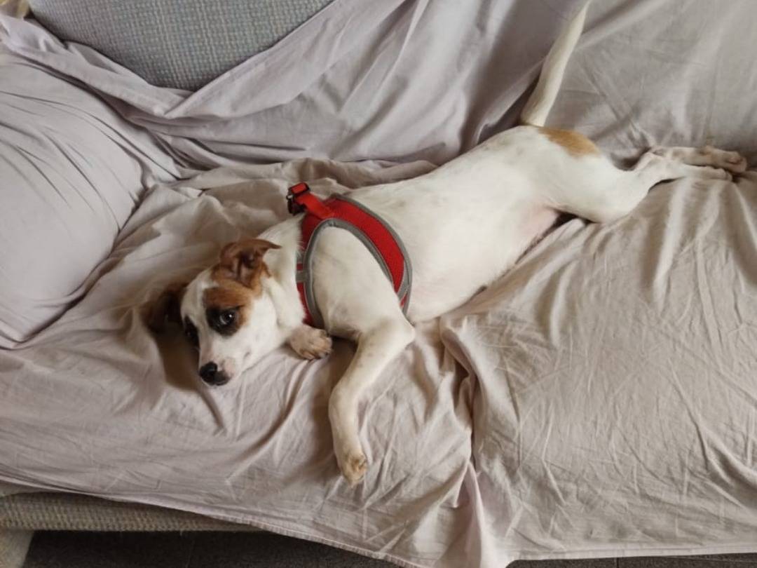 Adotta un cane, femmina, 4 mesi, Pavia