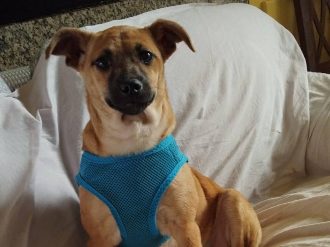 Adotta un cane, taglia piccola, femmina, Pavia