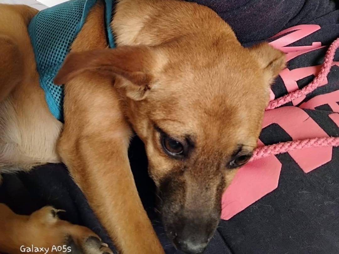 Vuoi adottare un cane a Pavia?