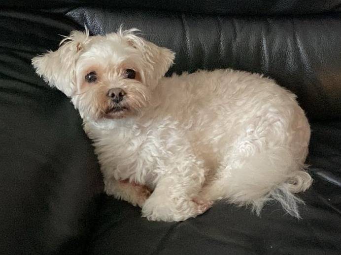 Adotta un cane, maschio, 6 anni e 10 mesi, Verona