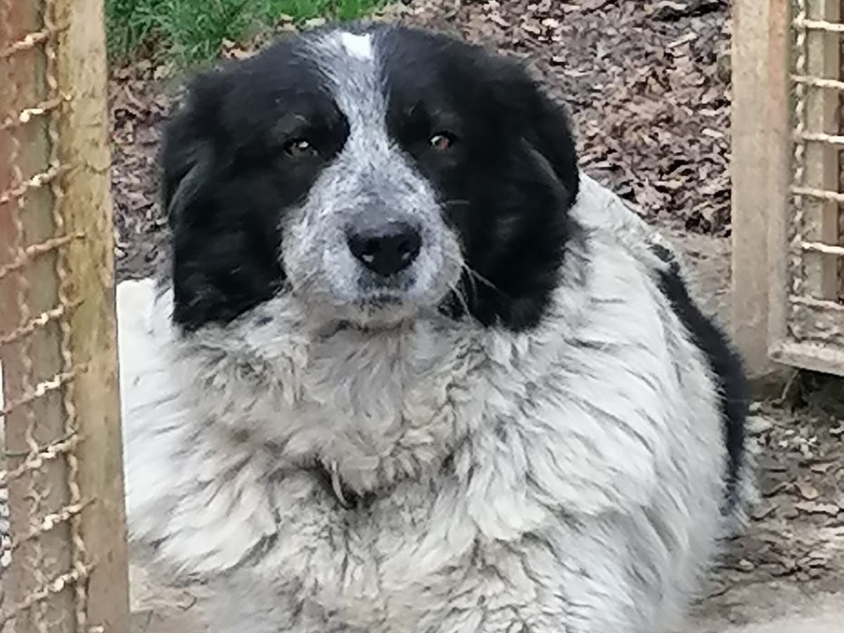 Adozione cane, femmina, Pastore maremmano Border Collie, 7 mesi, taglia grande, Firenze