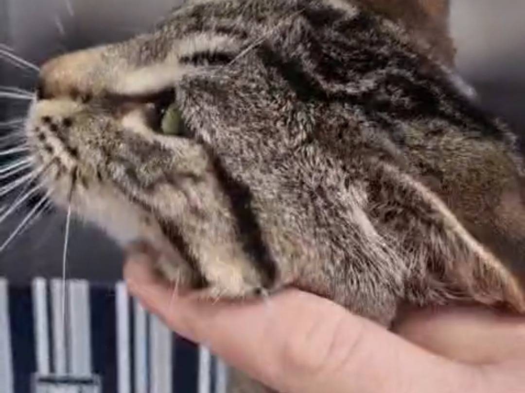 Adotta un gatto, maschio, 4 mesi, Teramo