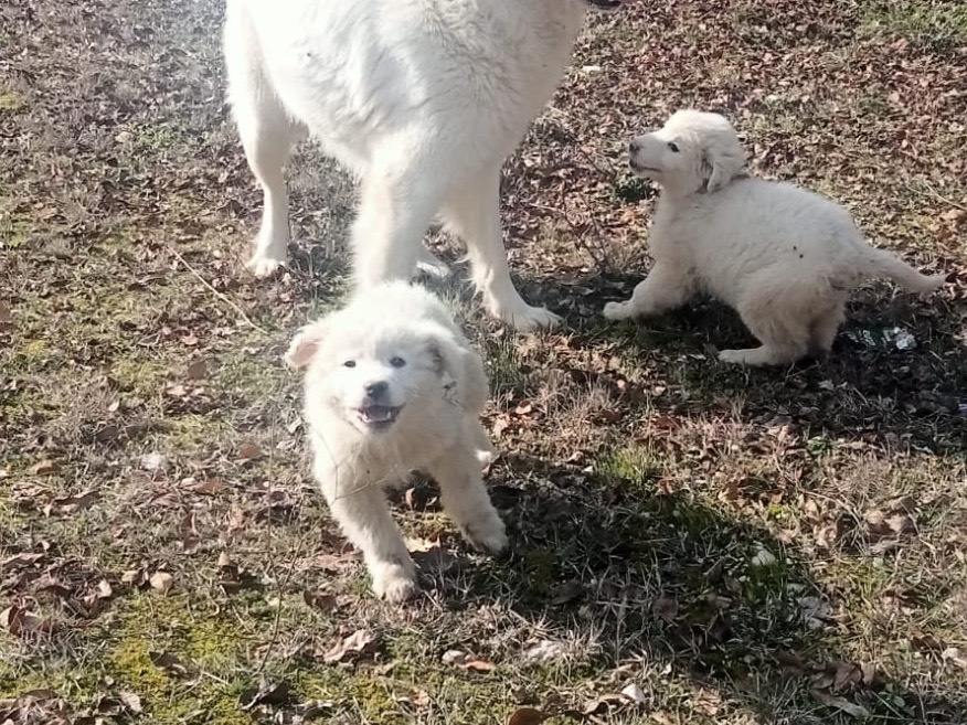 Adotta un cane, femmina, Età non disponibile, Laquila