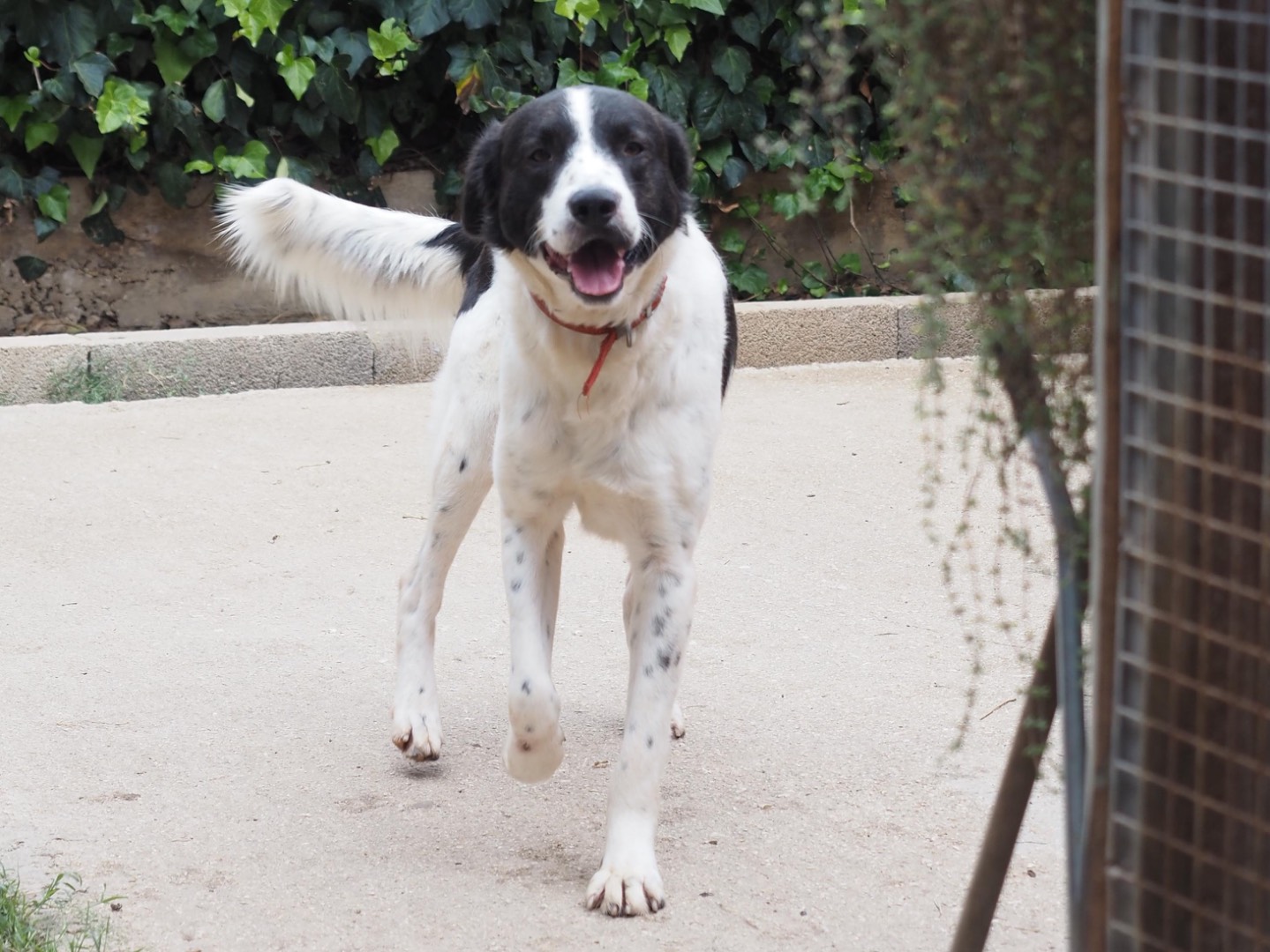 Adotta un cane, taglia grande, maschio, Siracusa