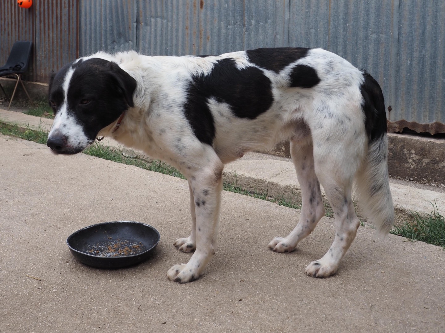 Vuoi adottare un cane a Siracusa?