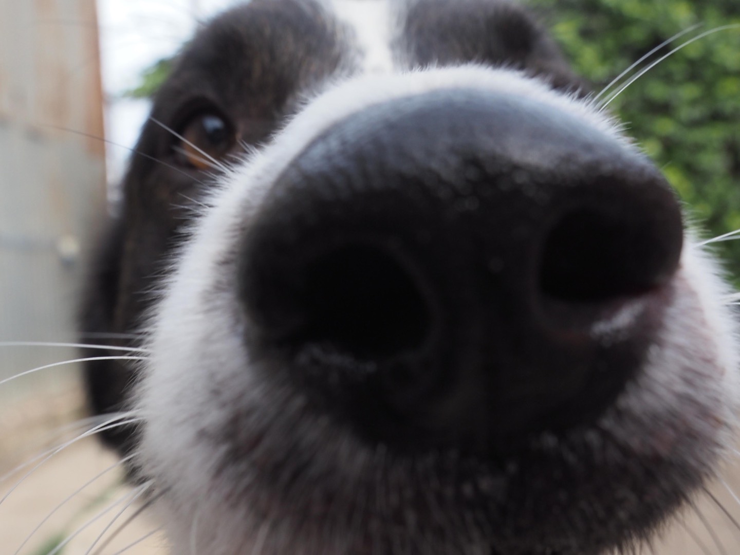 Adotta il cane Oreo a Siracusa