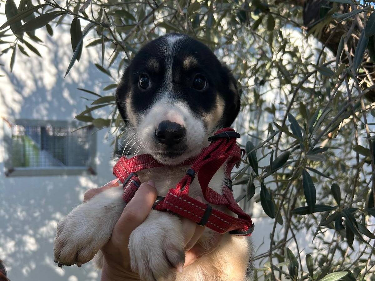 Adozione cane, femmina, Razza sconosciuta Razza sconosciuta, 3 mesi, taglia media, Torino