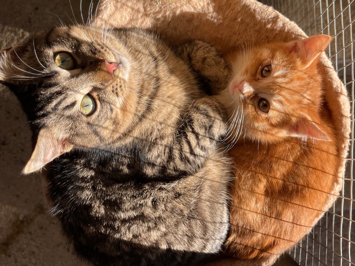 Vuoi adottare un gatto a Laquila?