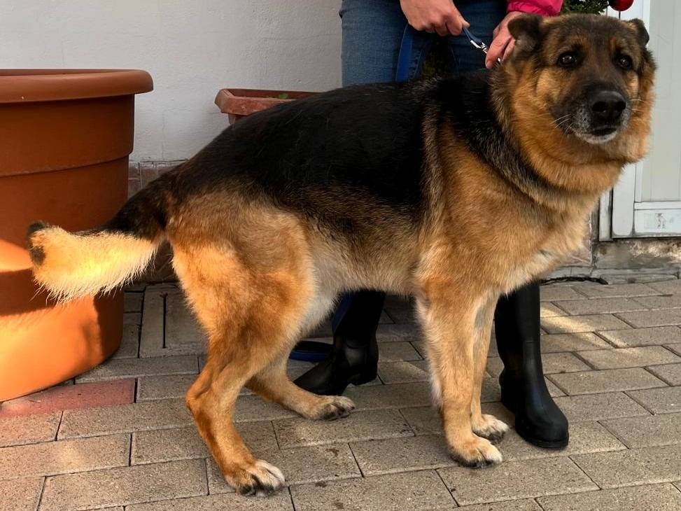 Adotta un cane, taglia media, femmina, Milano