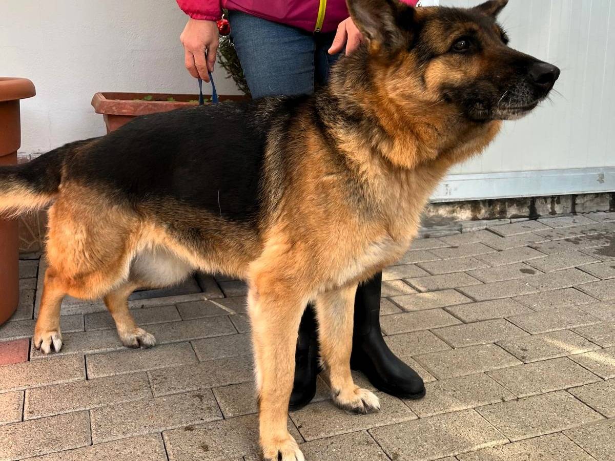 Vuoi adottare un cane a Milano?