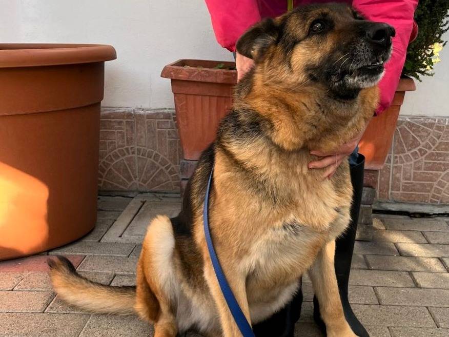 Adotta il cane FEDERICA a Milano