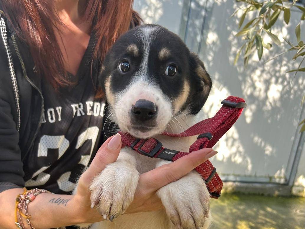 Adozione cane, femmina, Razza sconosciuta Razza sconosciuta, 3 mesi, taglia media, Torino