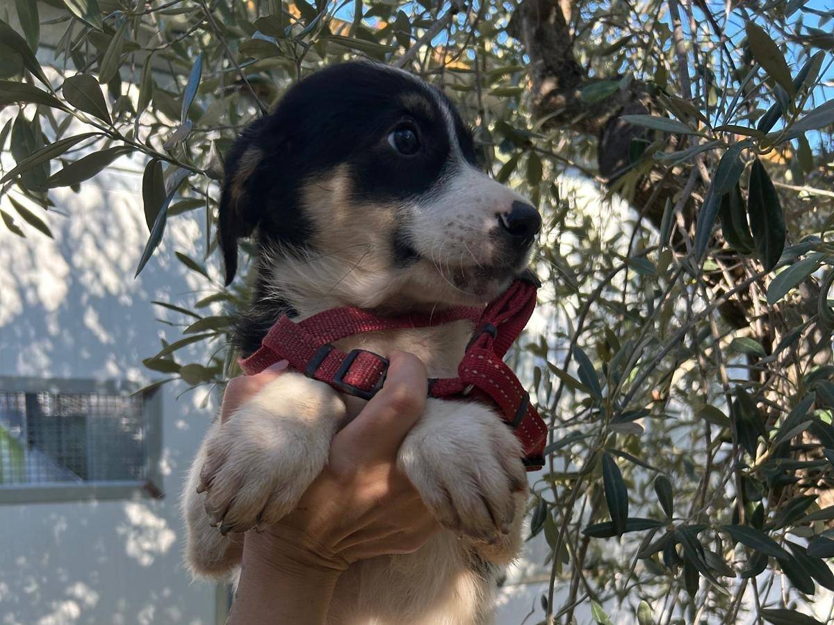 Adotta un cane, femmina, 3 mesi, Torino