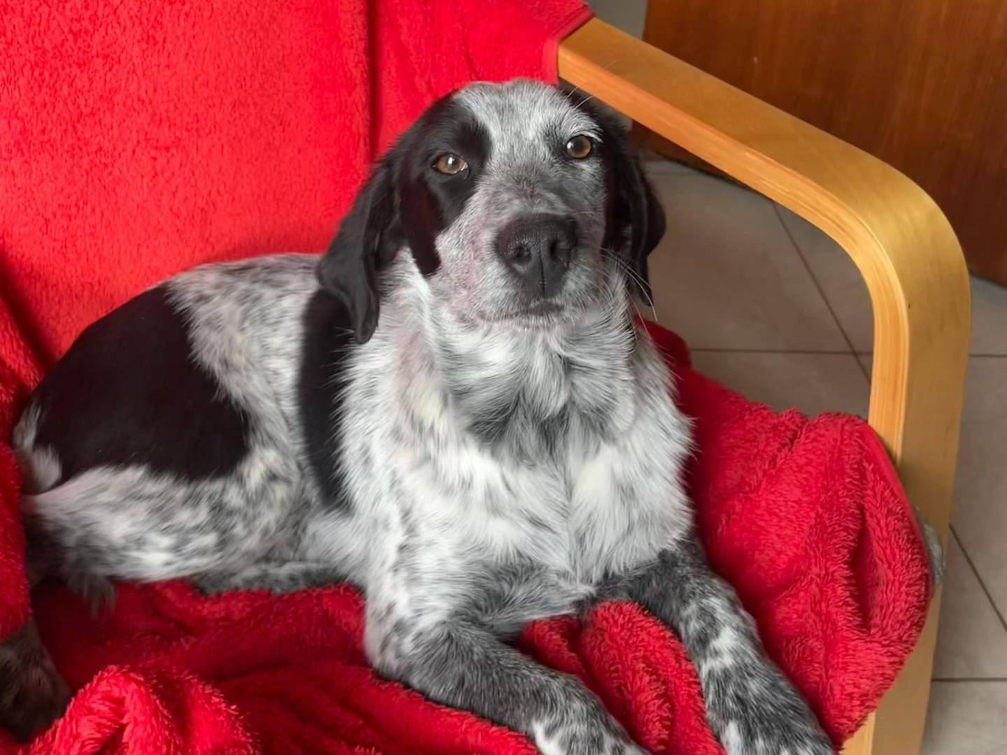 Adozione cane, femmina, Setter Inglese Breton, 5 mesi, taglia media contenuta, Caserta