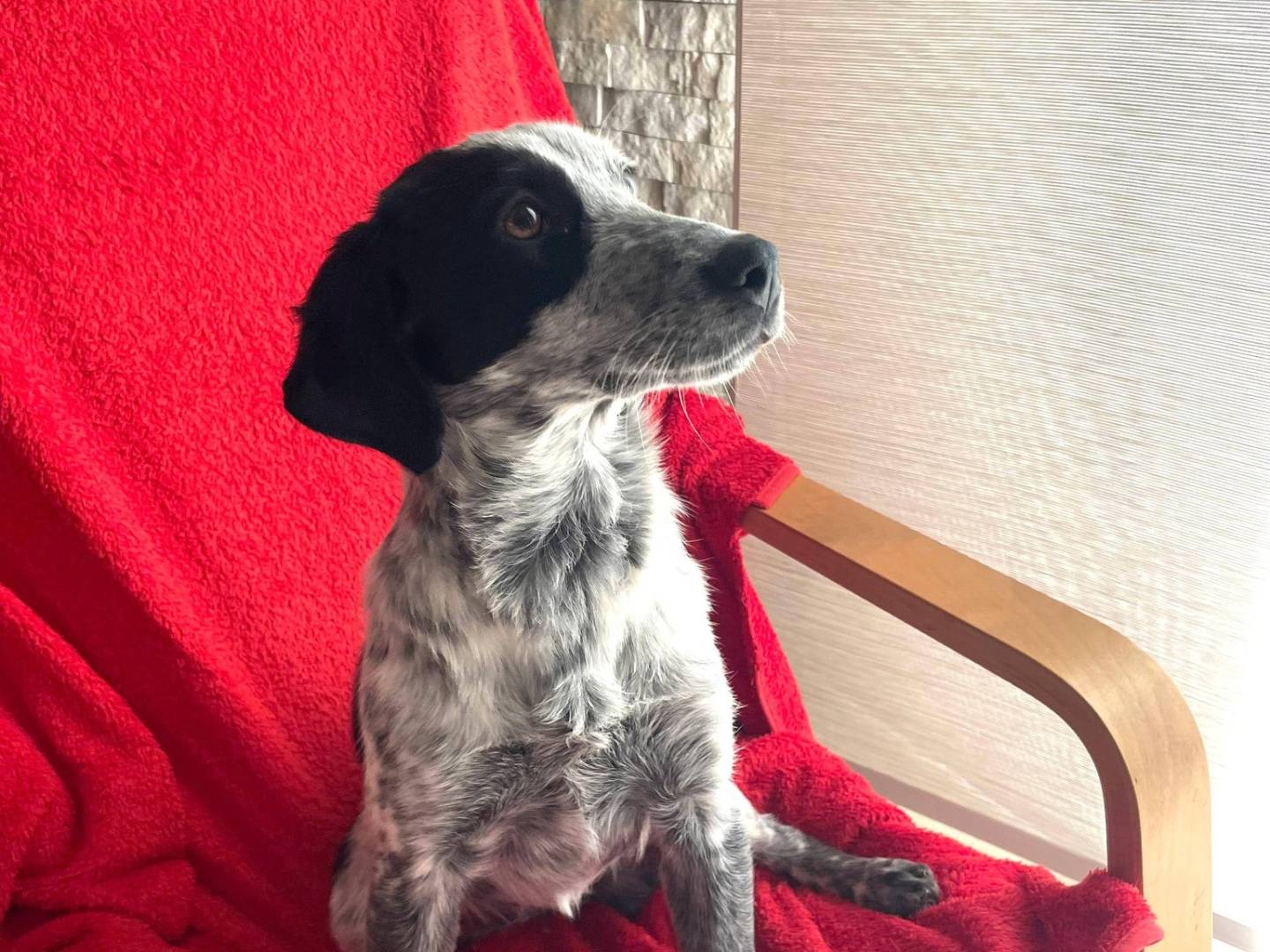 Adotta un cane, femmina, 5 mesi, Caserta