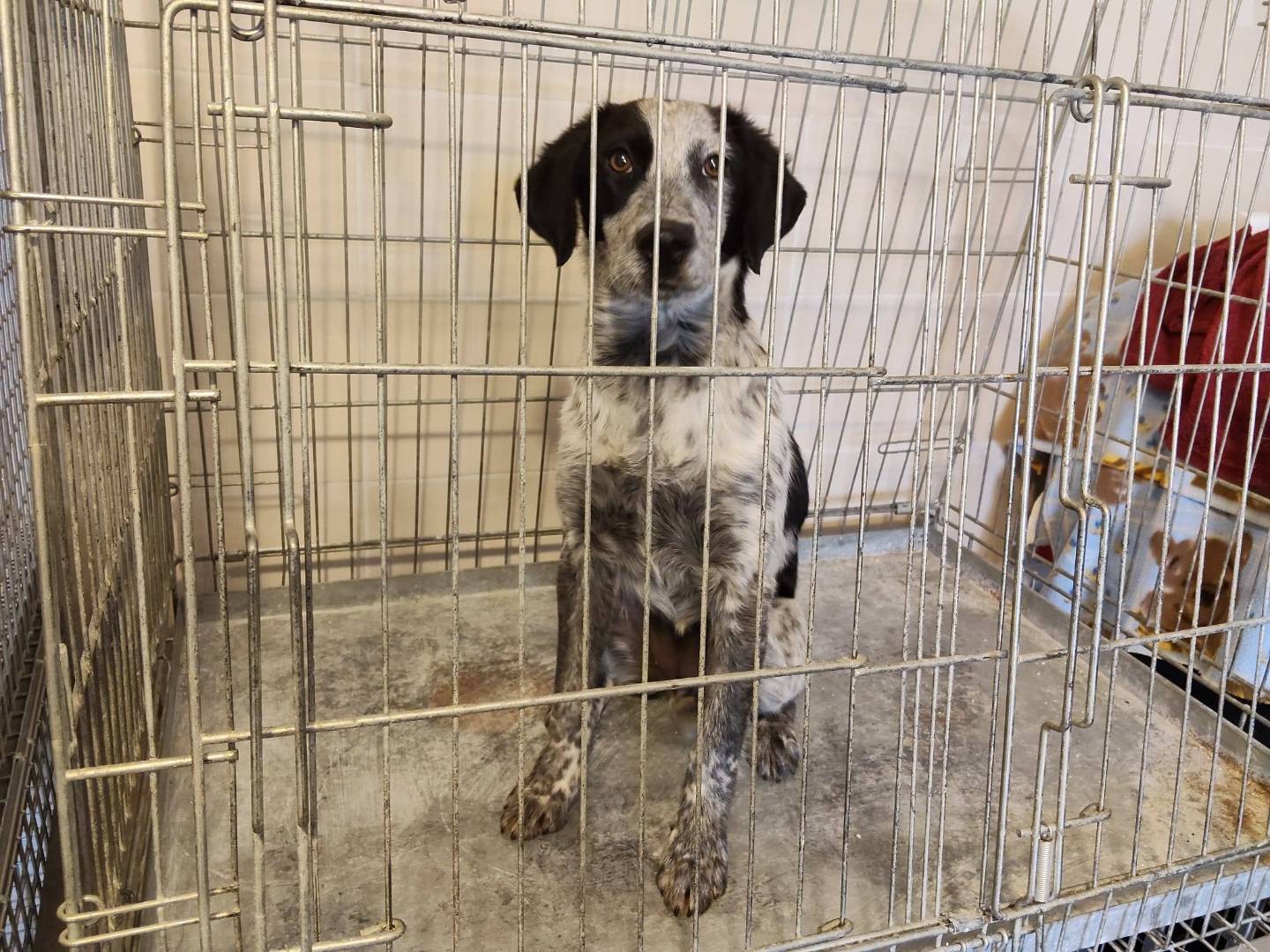 Adotta un cane, taglia media contenuta, femmina, Caserta