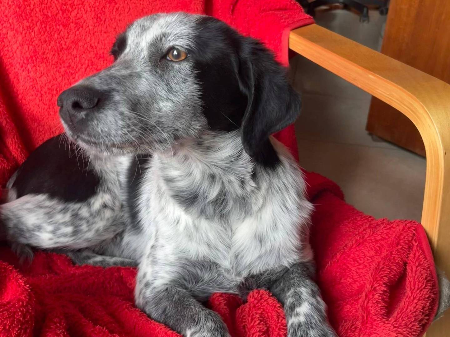 Vuoi adottare un cane a Caserta?