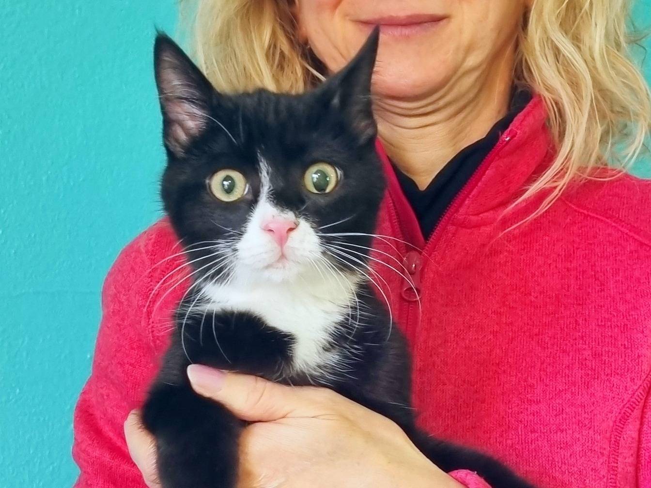 Adotta un gatto, maschio, 5 mesi, Cremona