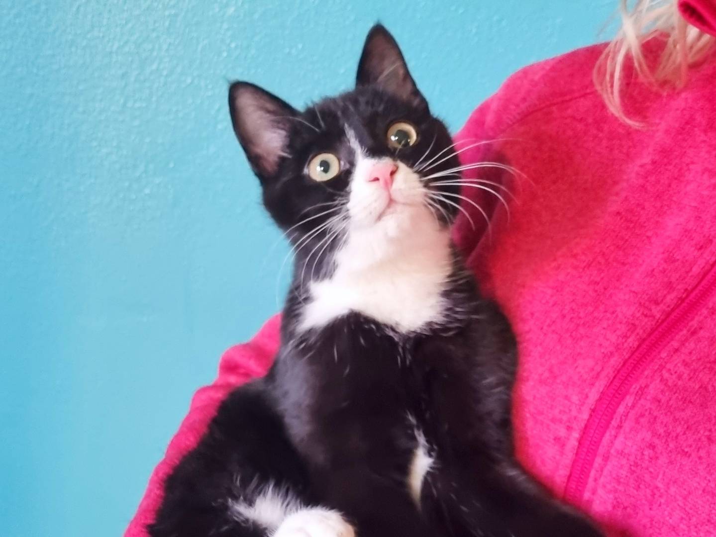 Adotta un gatto, taglia non valida, maschio, Cremona