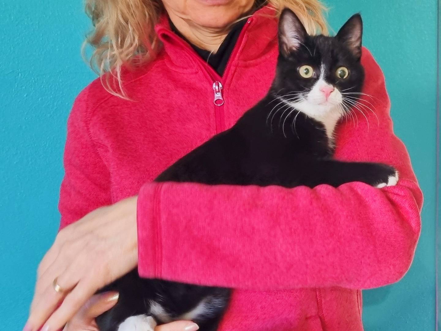 Vuoi adottare un gatto a Cremona?