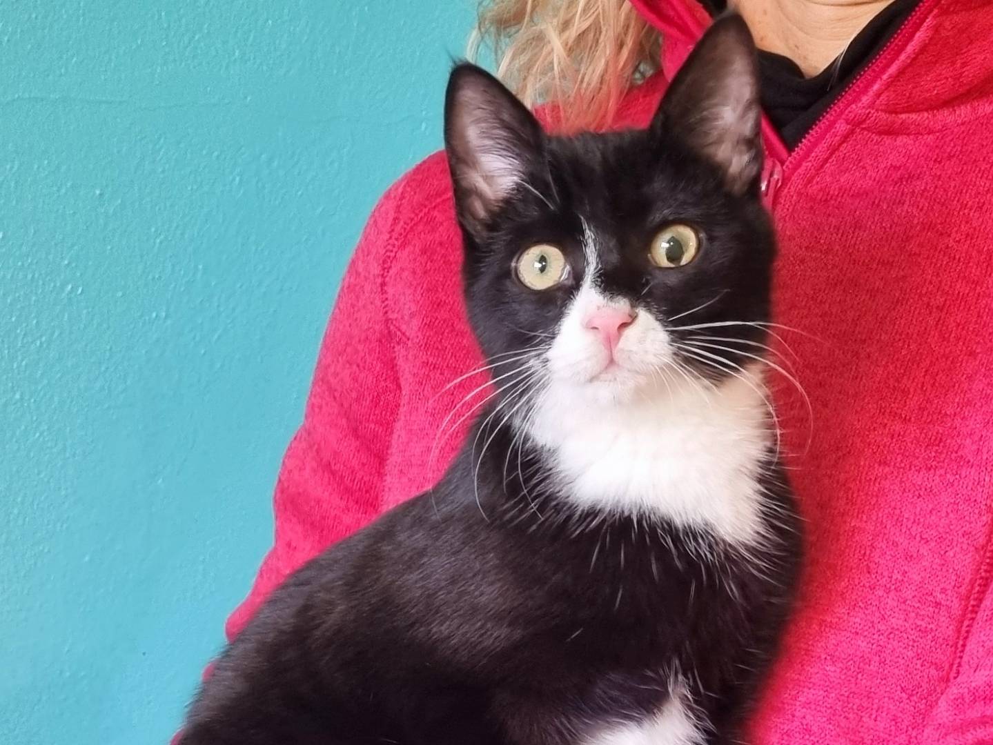 Adotta il gatto RUBEL a Cremona