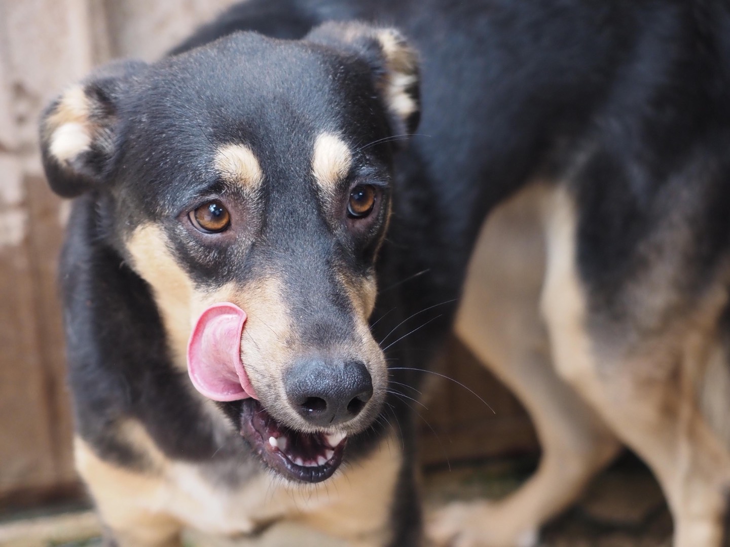 Vuoi adottare un cane a Siracusa?
