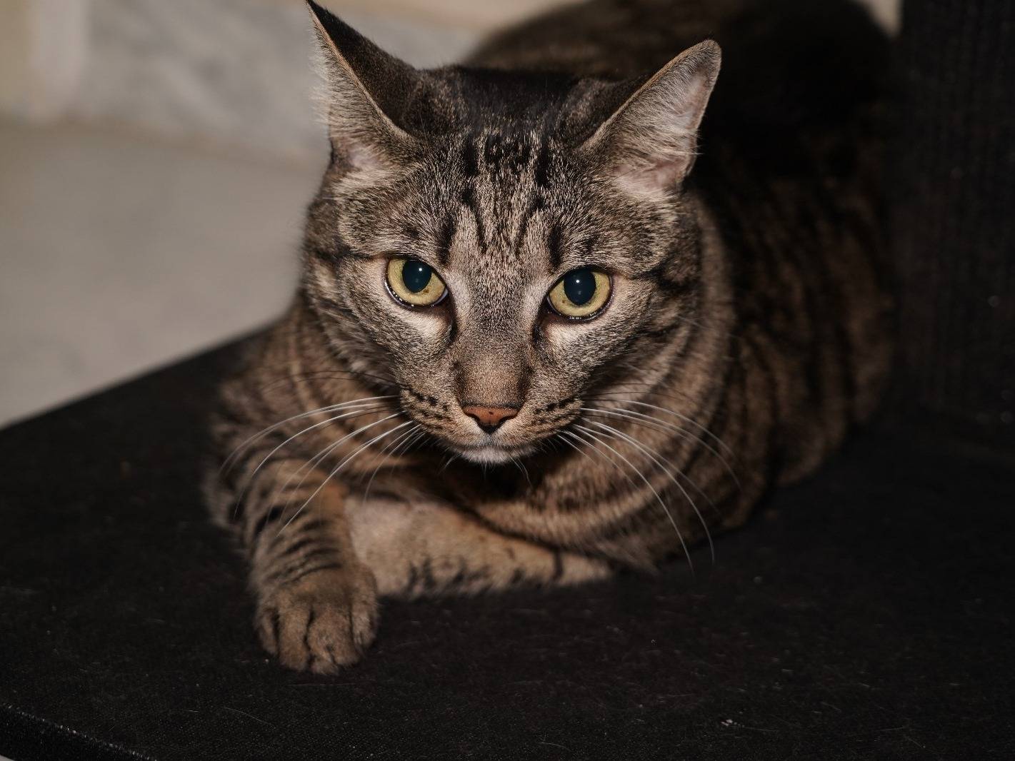 Adozione gatto, femmina, Razza sconosciuta Razza sconosciuta, 2 anni e 7 mesi, taglia non valida, Napoli