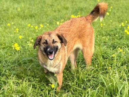 Adozione cane, femmina, Razza sconosciuta Razza sconosciuta, 10 mesi, taglia media, Crotone