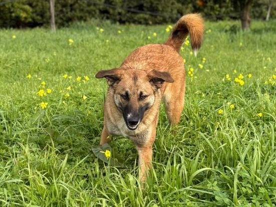 Adotta un cane, femmina, 10 mesi, Crotone