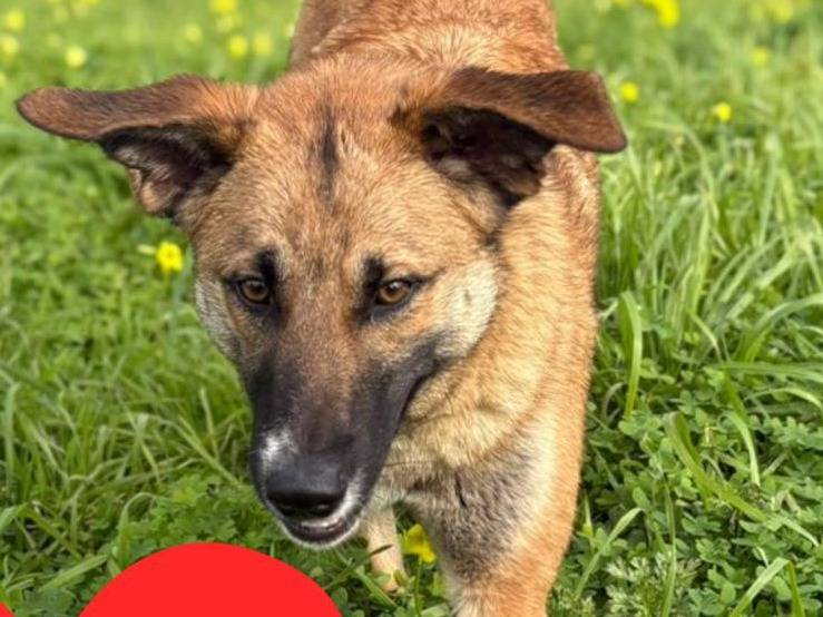 Adotta un cane, taglia media, femmina, Crotone