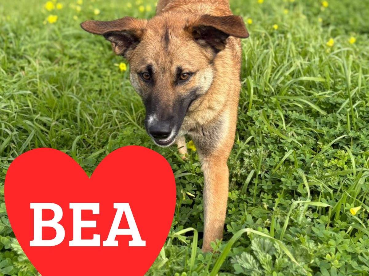 Vuoi adottare un cane a Crotone?