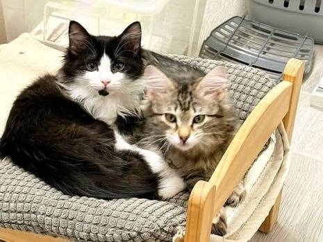 Adozione gatto, maschio, Razza sconosciuta Razza sconosciuta, 3 mesi, taglia non valida, Torino