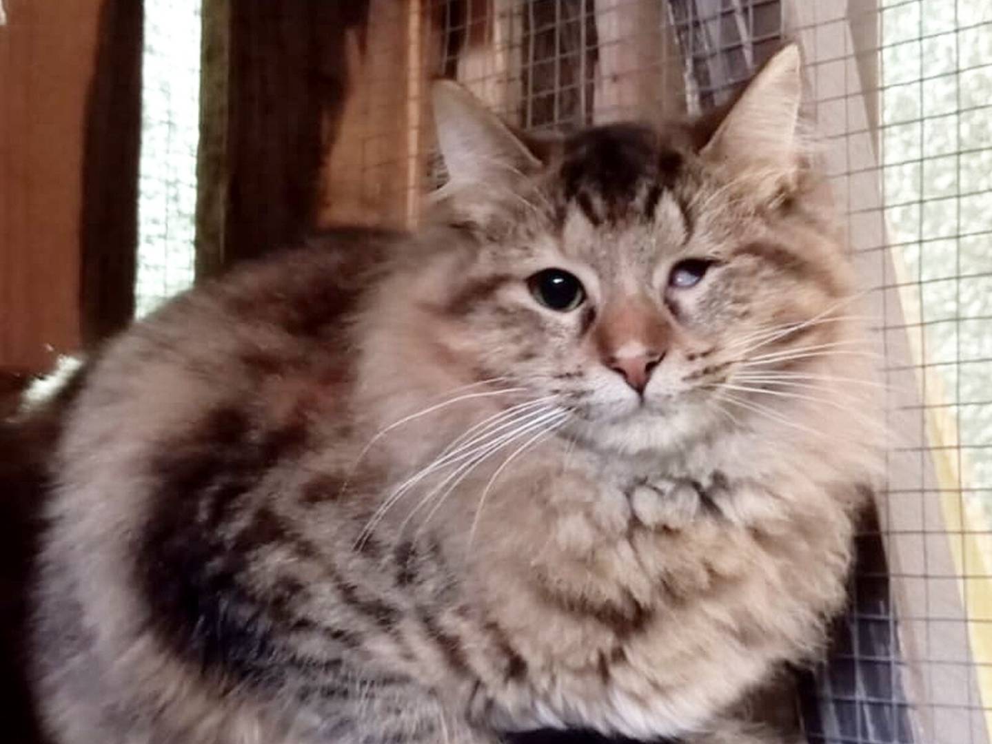 Adozione gatto, femmina, Razza sconosciuta Razza sconosciuta, 10 mesi, taglia non valida, Torino