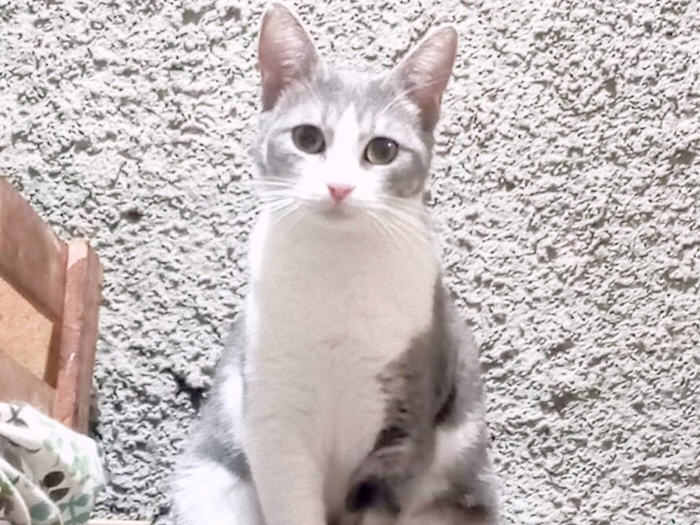 Adozione gatto, femmina, Razza sconosciuta Razza sconosciuta, 10 mesi, taglia non valida, Torino