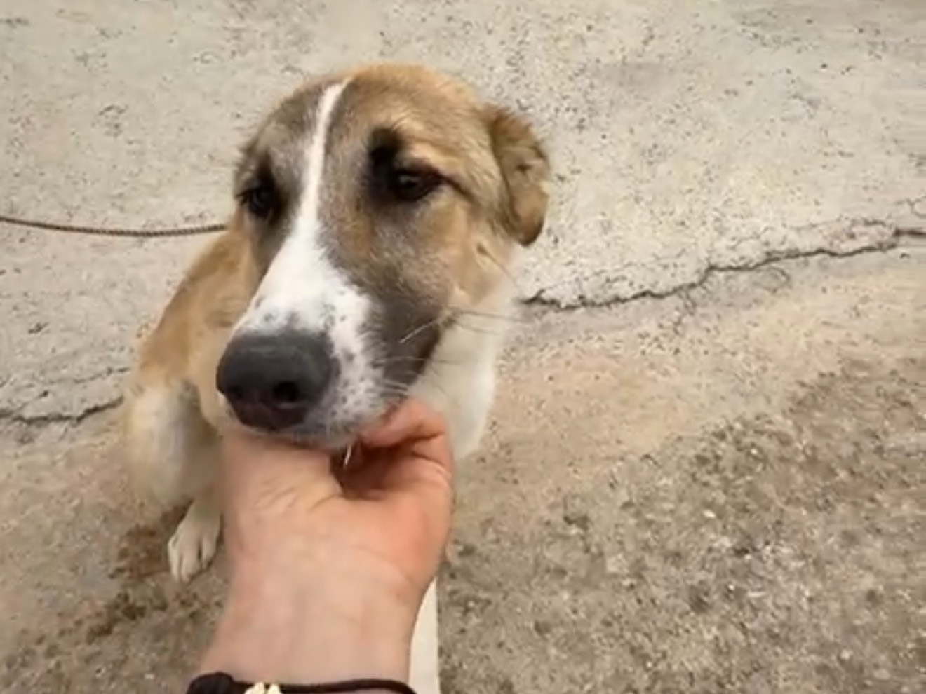 Adozione cane, maschio, Razza sconosciuta Razza sconosciuta, 1 anno, taglia media contenuta, Latina