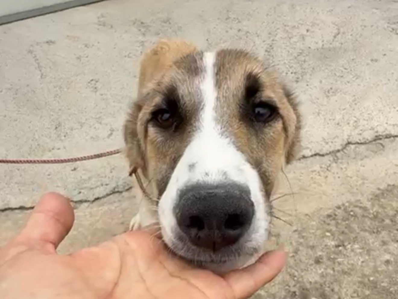 Adotta un cane, maschio, 1 anno, Latina