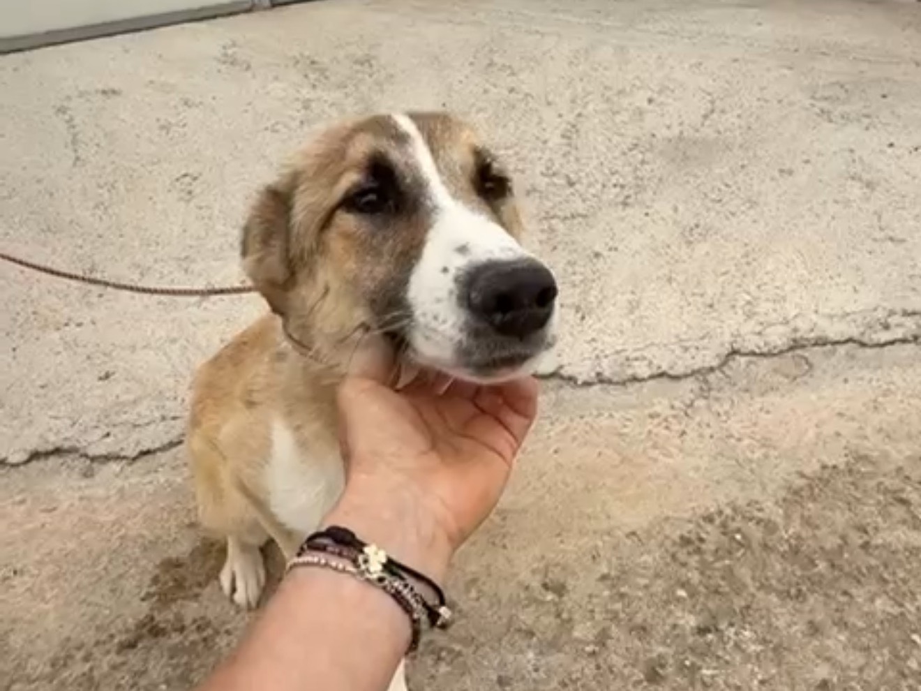 Adotta un cane, taglia media contenuta, maschio, Latina