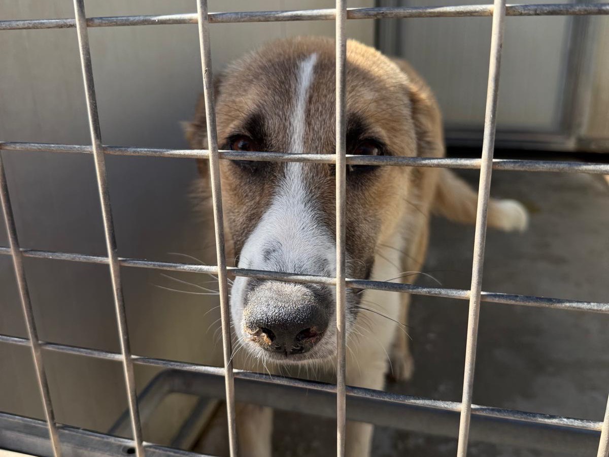Vuoi adottare un cane a Latina?
